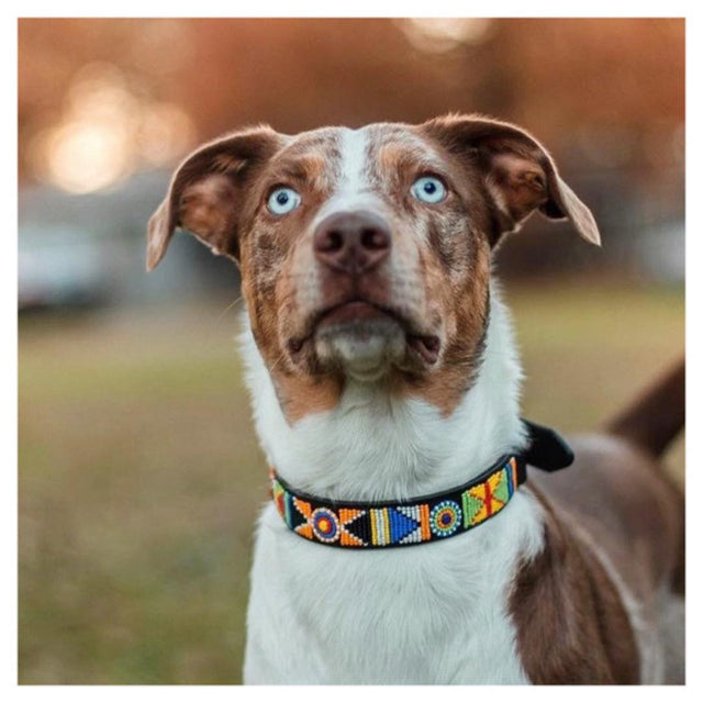 The Paw Tribe Trunk Show benefiting Houston PetSet