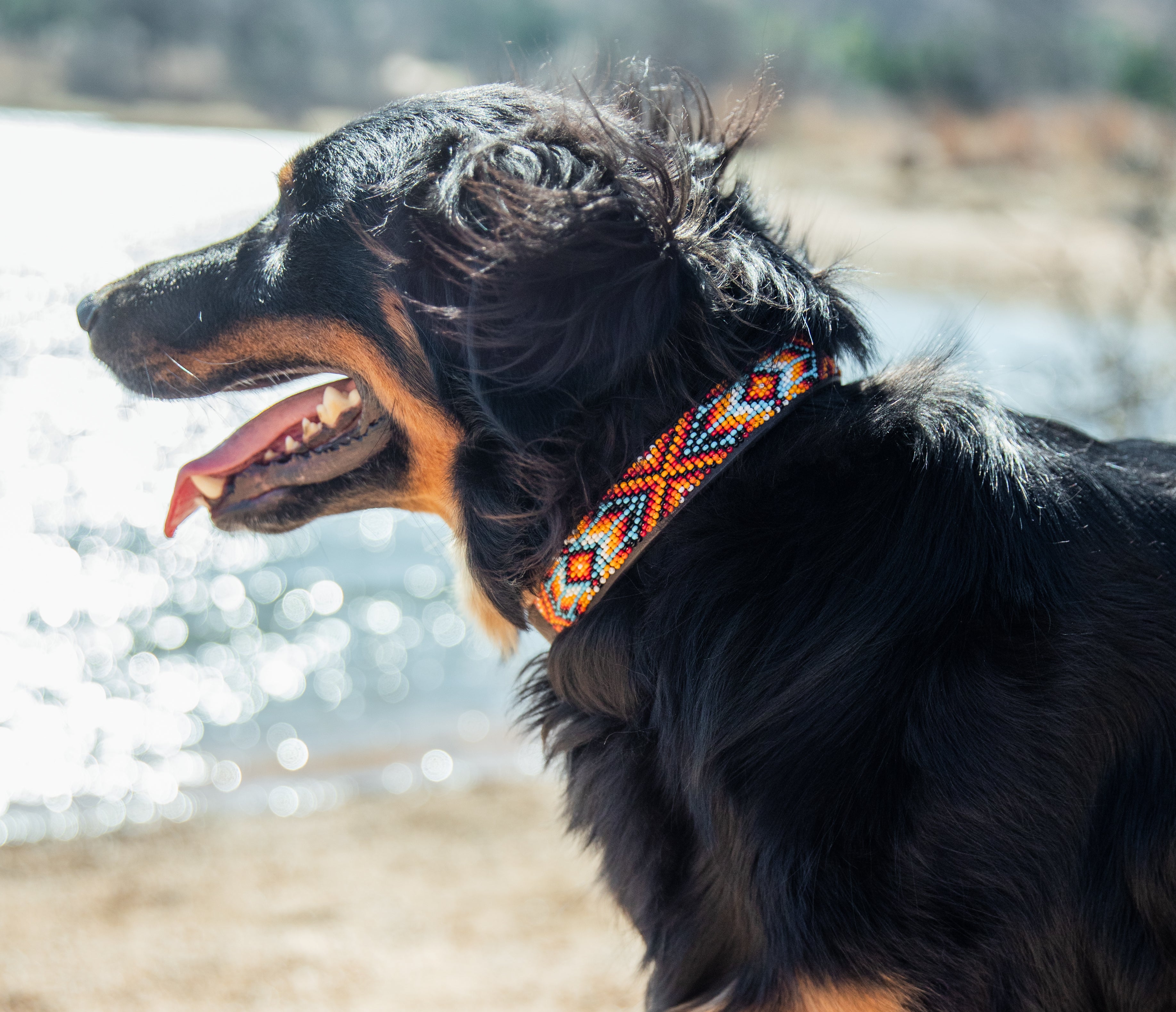 Dog Days of Summer!