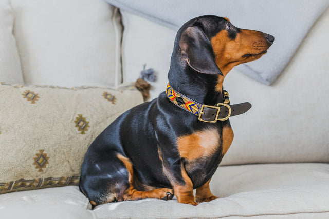 The Paw Tribe beaded dog collars